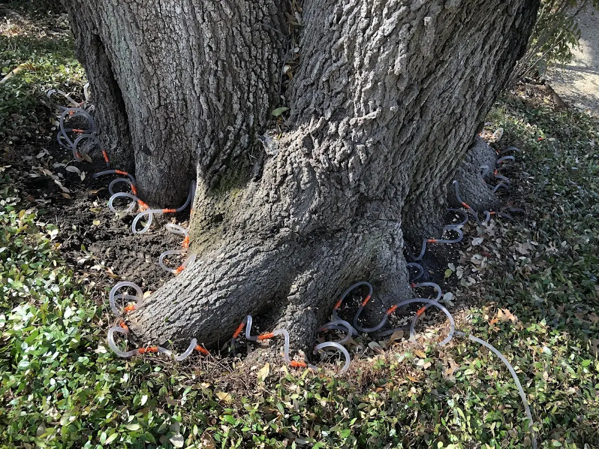 Detailed Tree Cabling and Bracing job site in Cut Bank